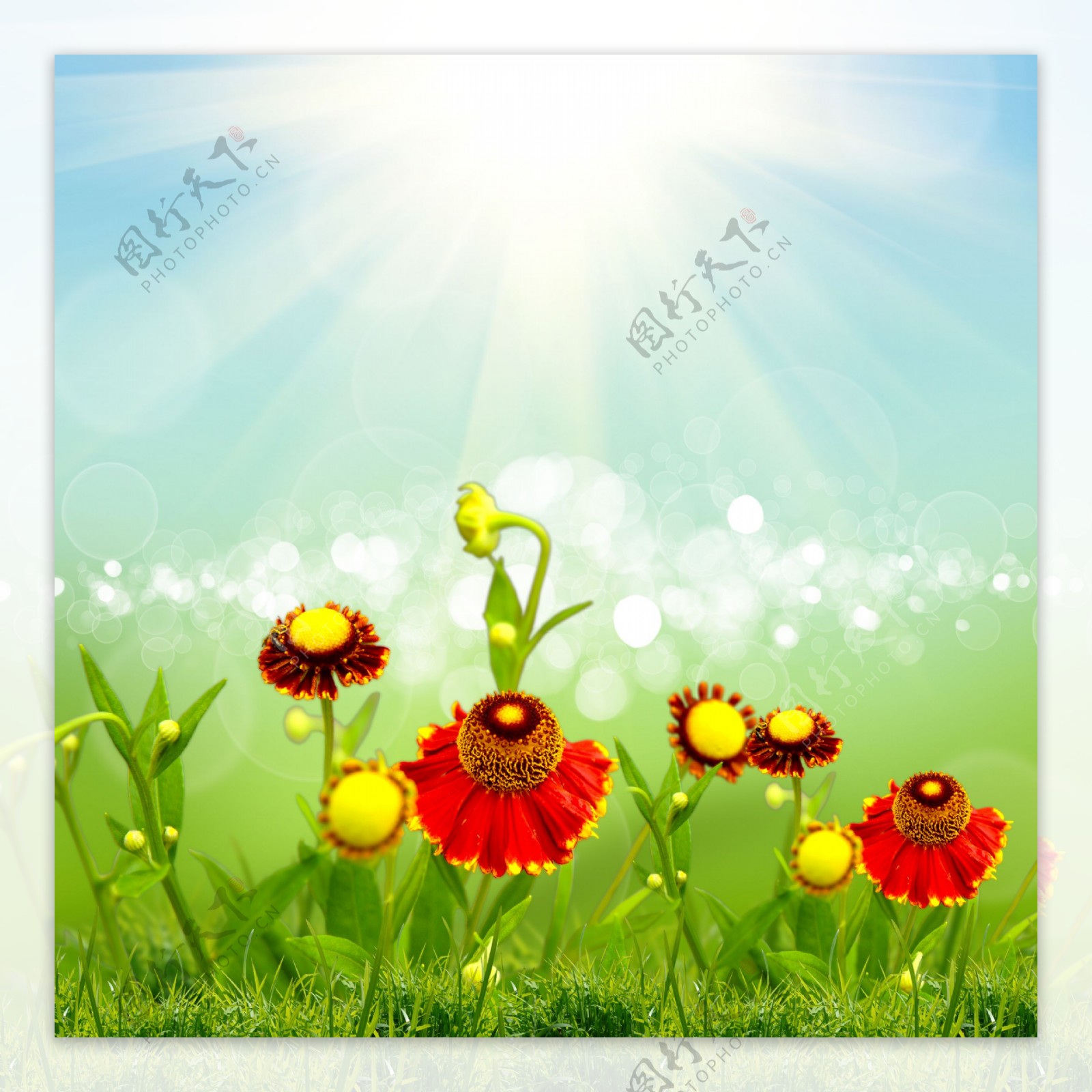 阳光梦幻光斑与鲜花背景图片