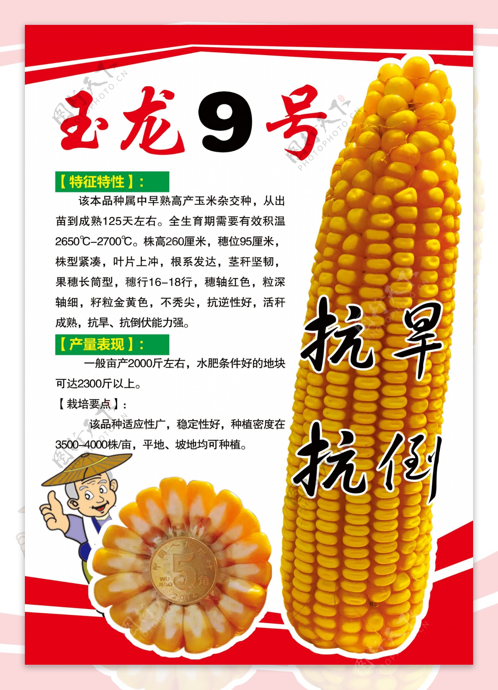 玉米种子玉龙9号