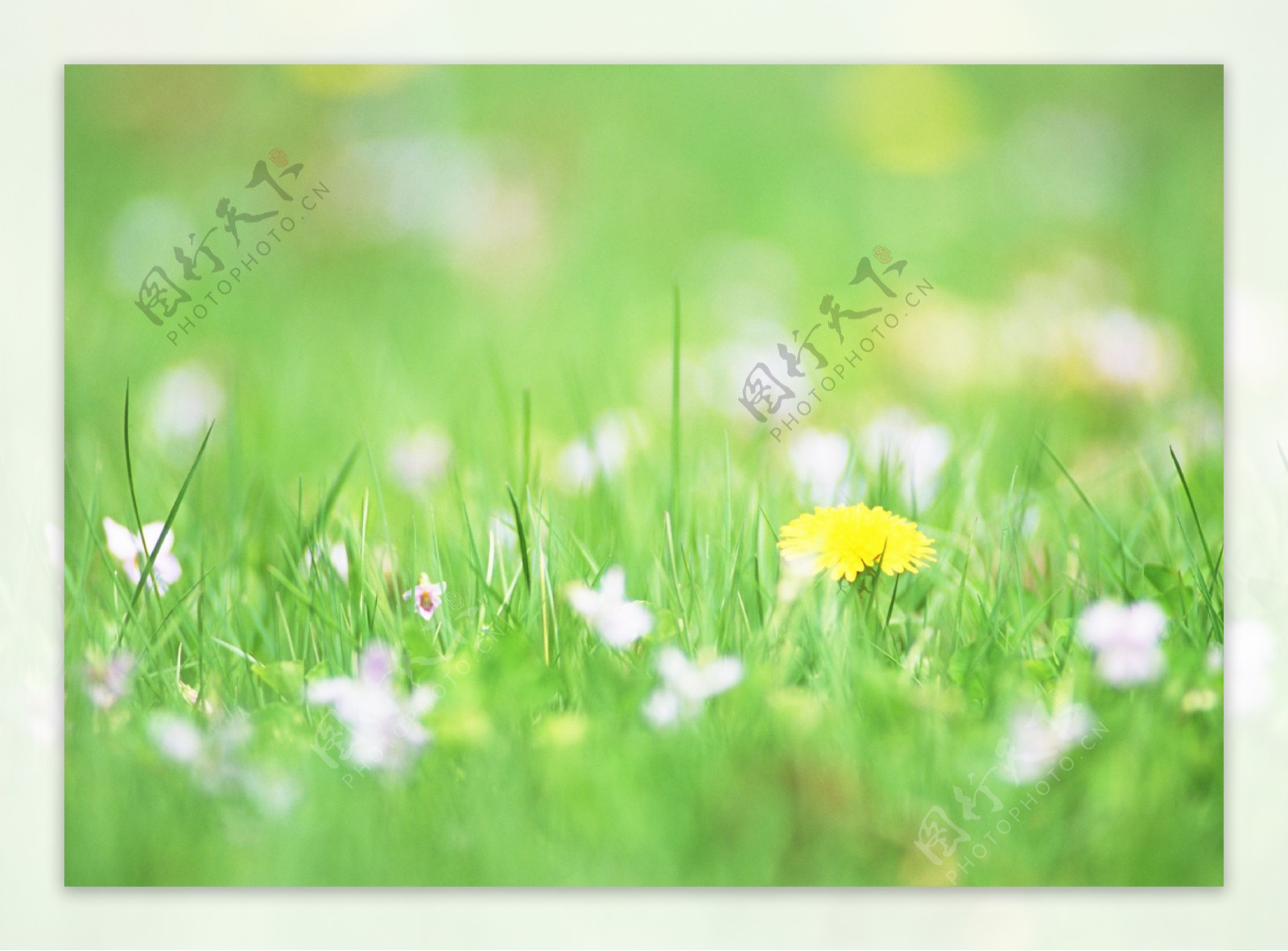 草地上的野花图片