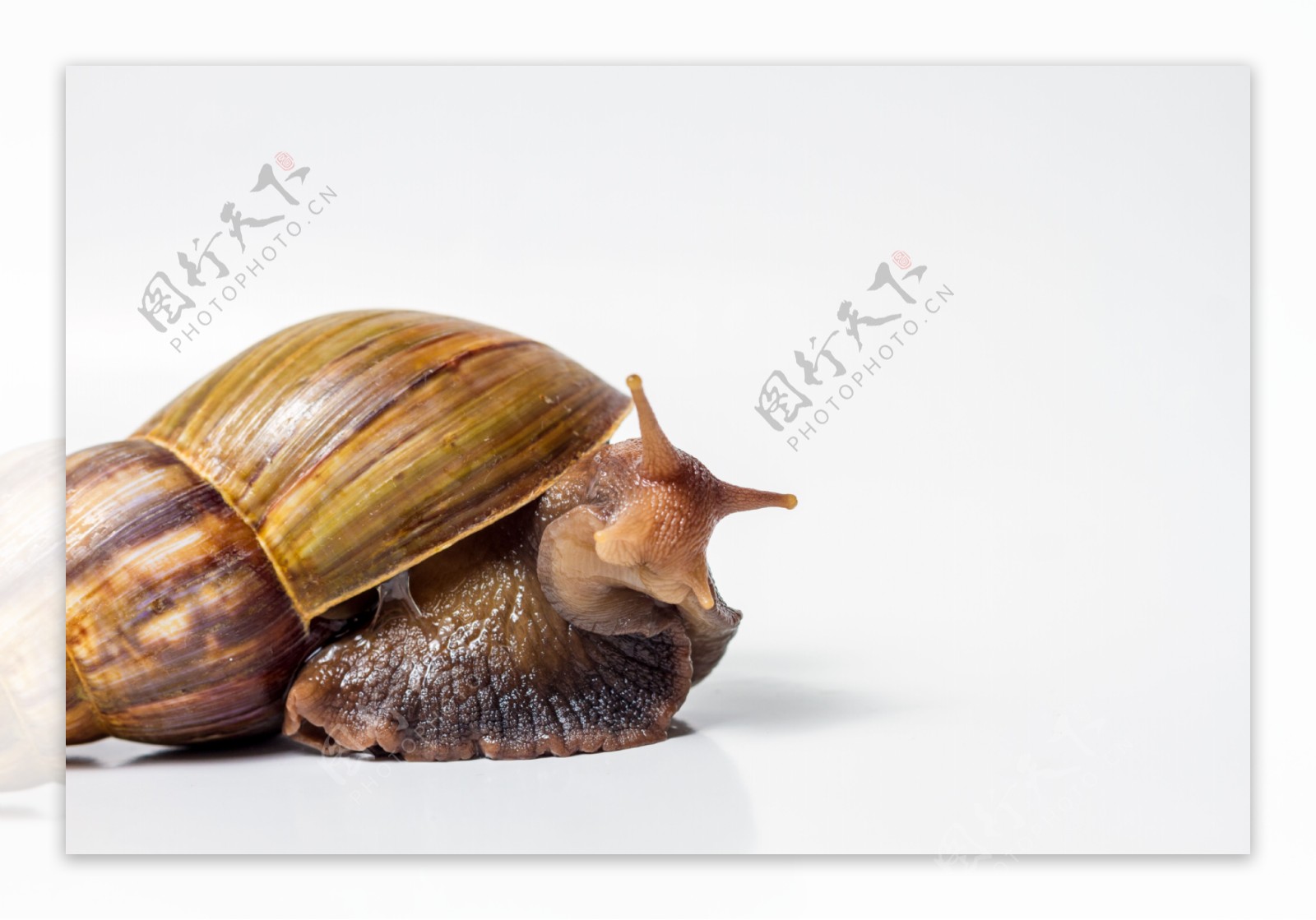 一只大蜗牛图片