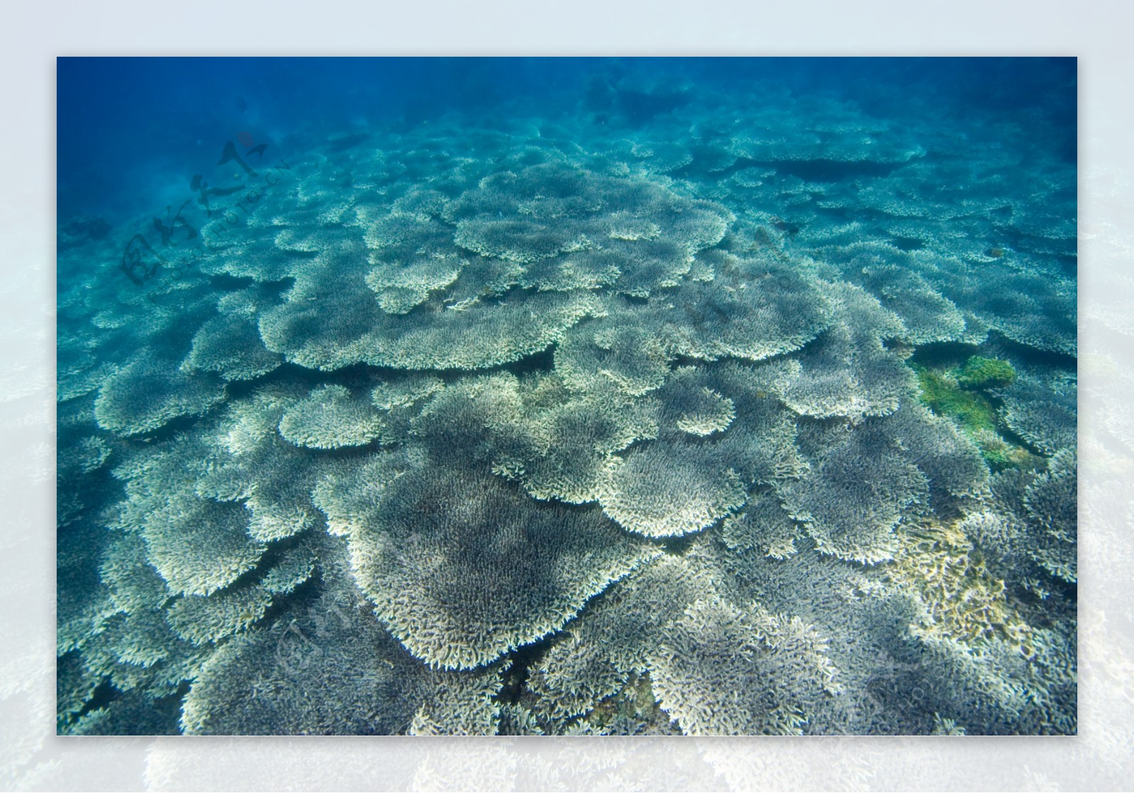 茂密的珊瑚群图片