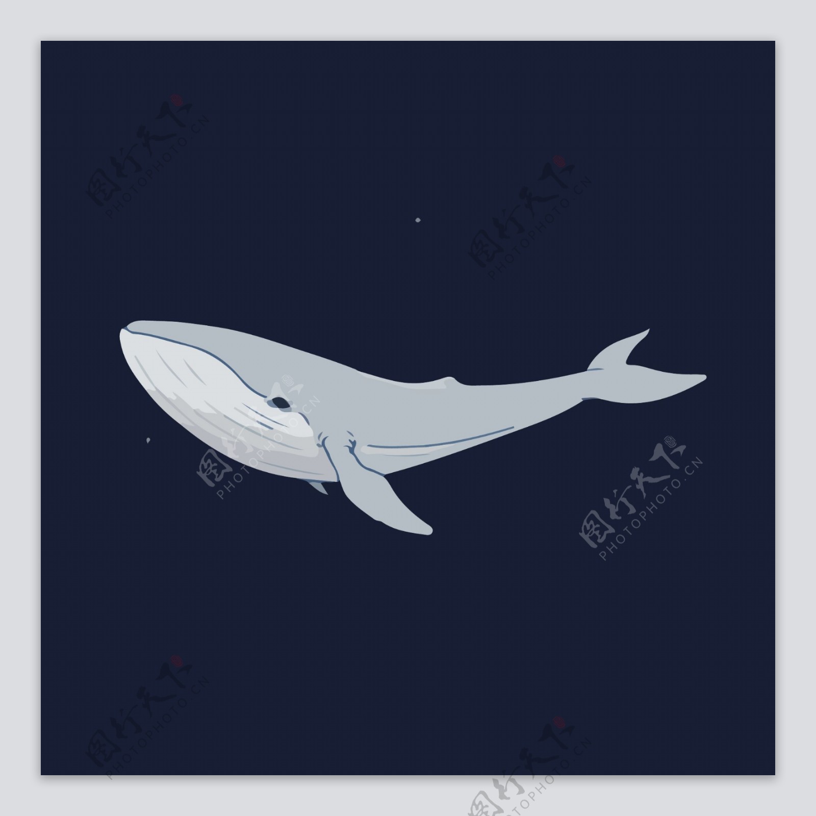 卡通灰色鲸鱼图案