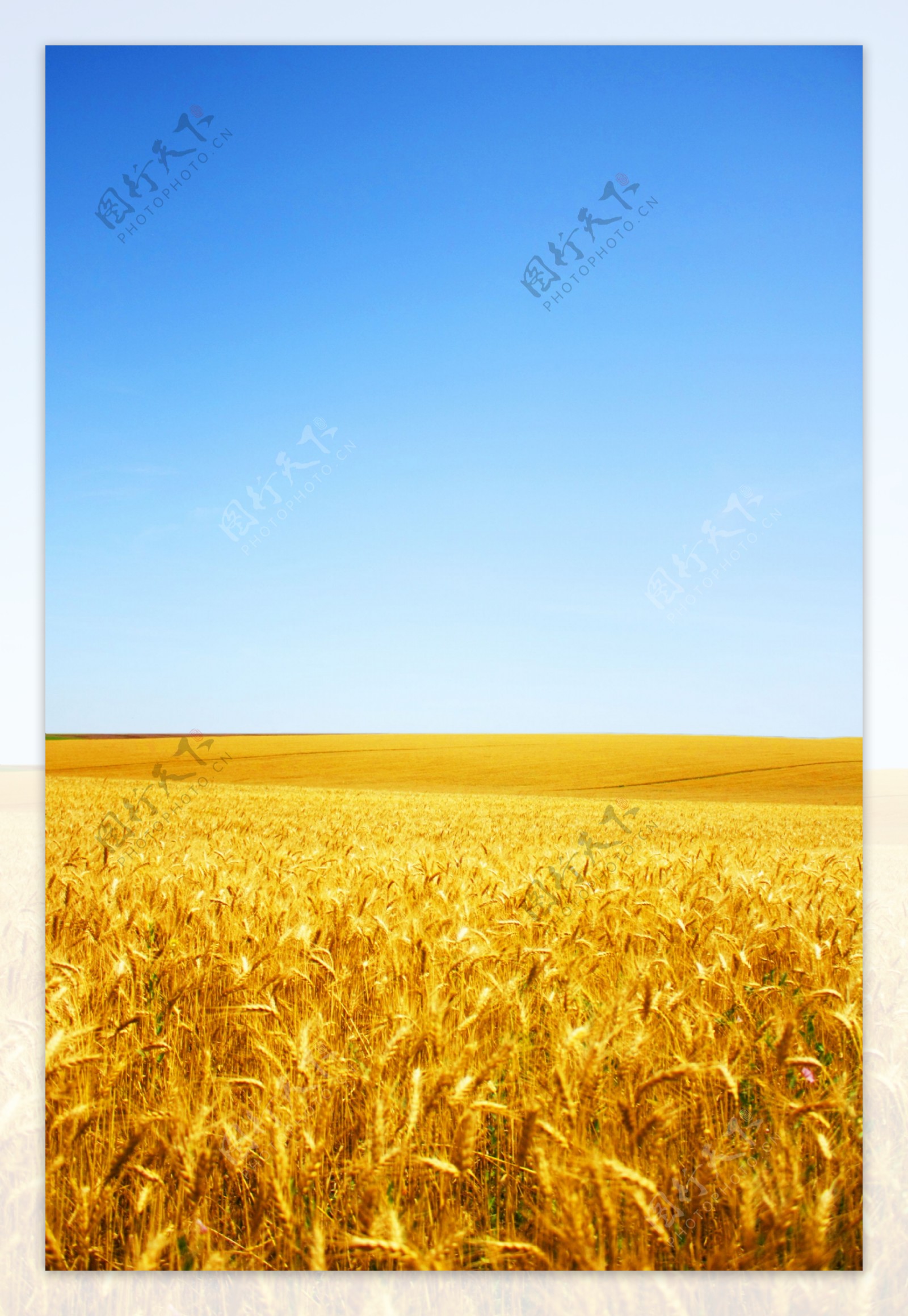 金色麦田风景图片