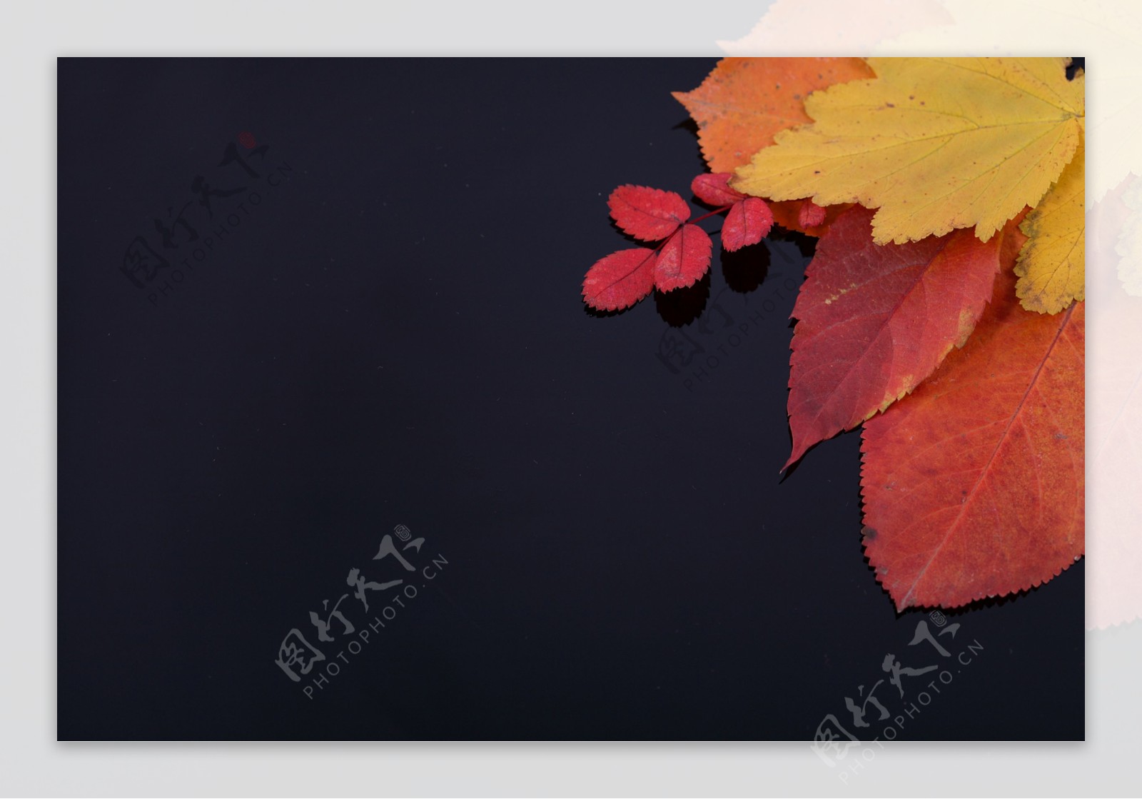 红色叶子与枫叶图片