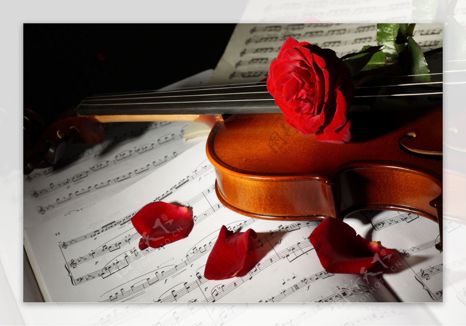 小提琴上的红玫瑰图片