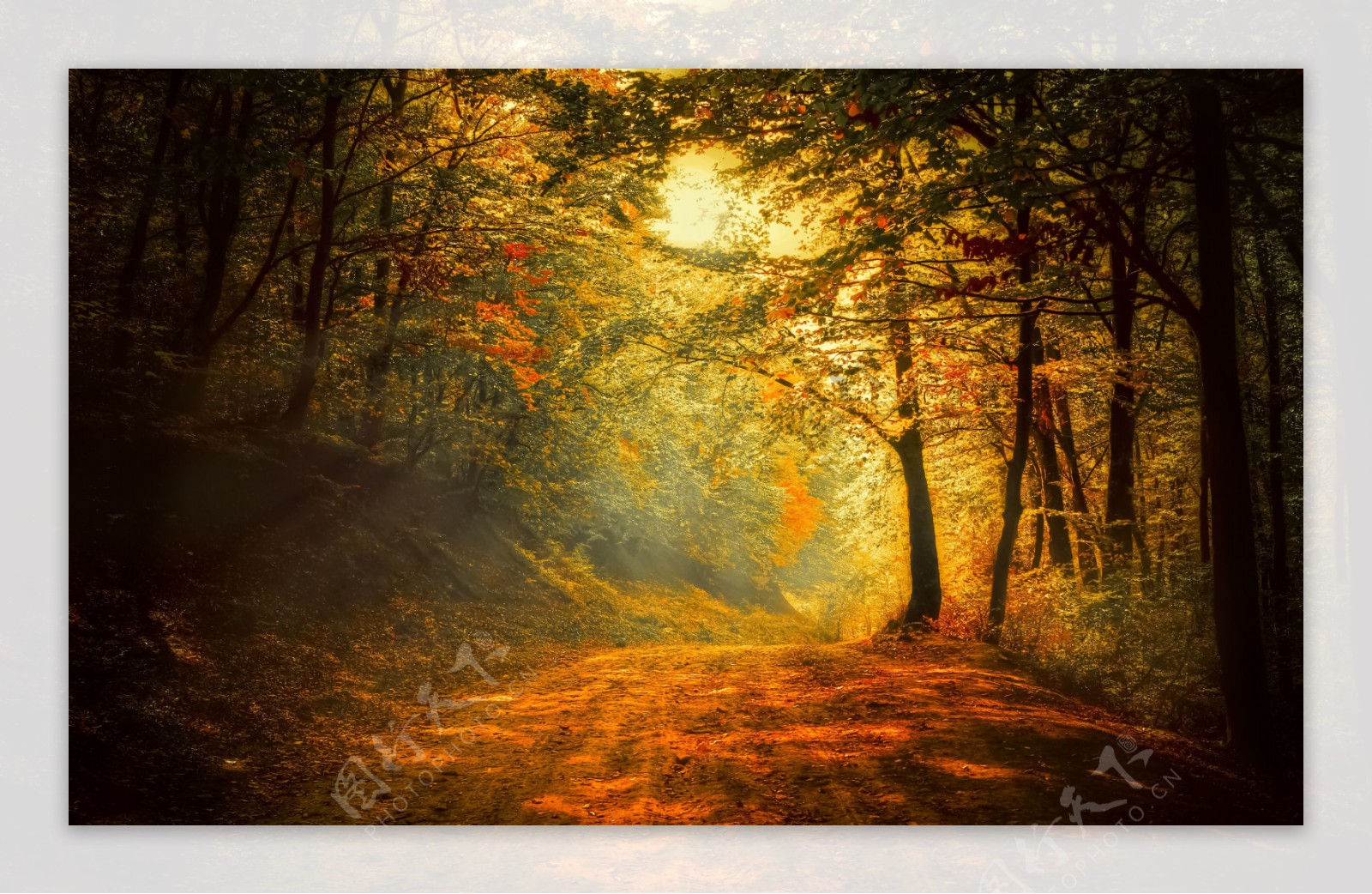秋天树林景色图片