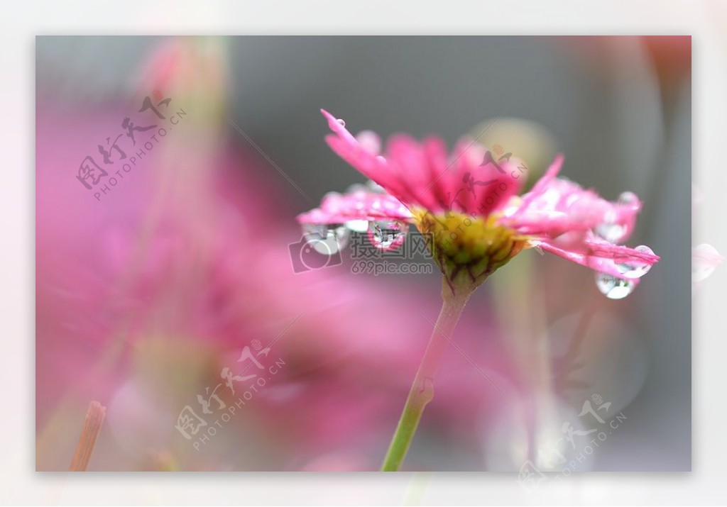 粉红色的花瓣花卉微距摄影