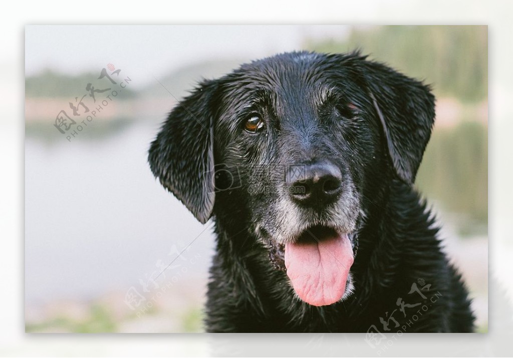 湿黑色拉布拉多猎犬