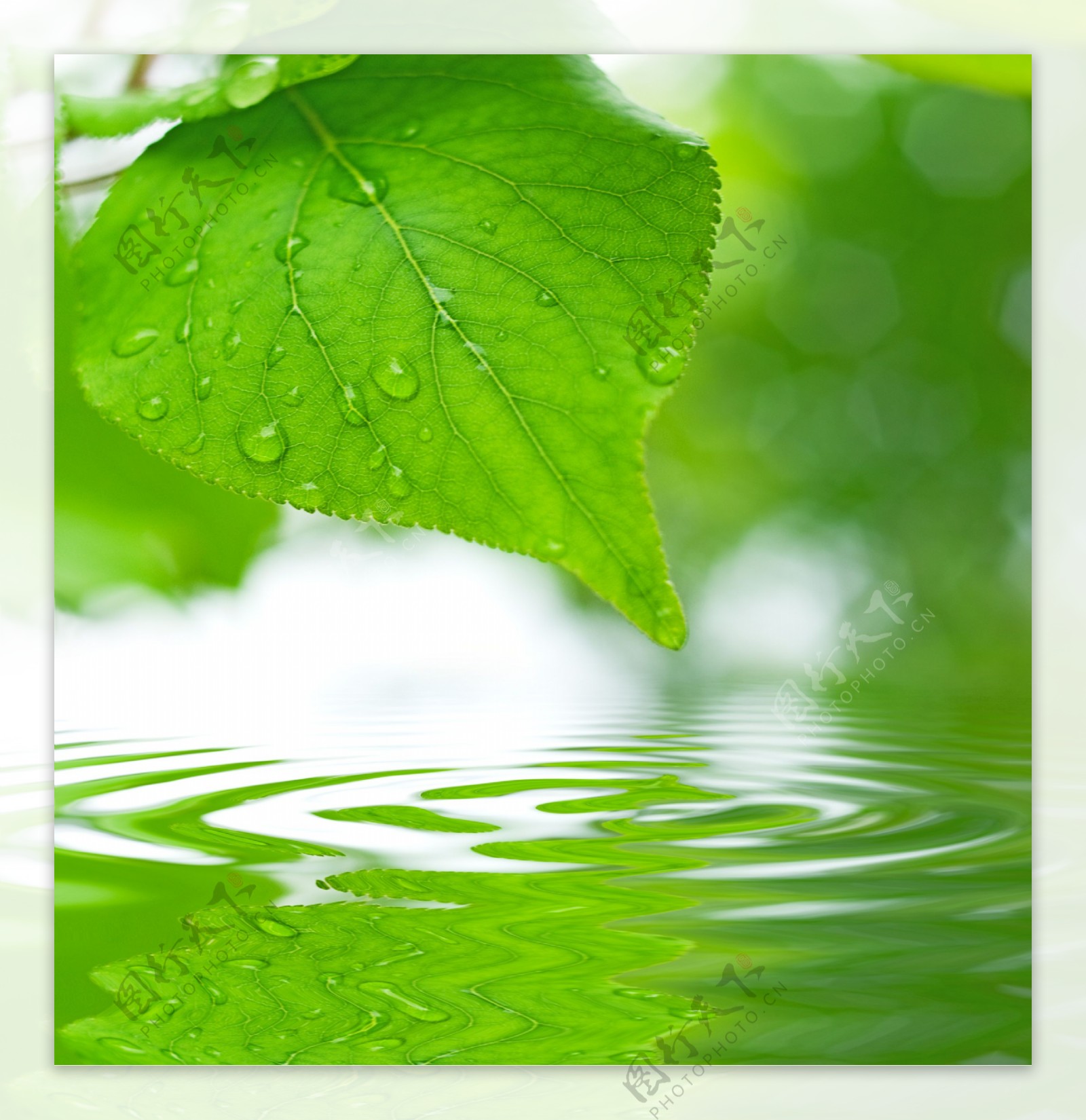 绿色叶子水珠水纹图片