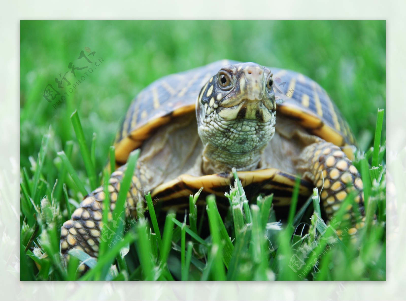草地上的乌龟图片