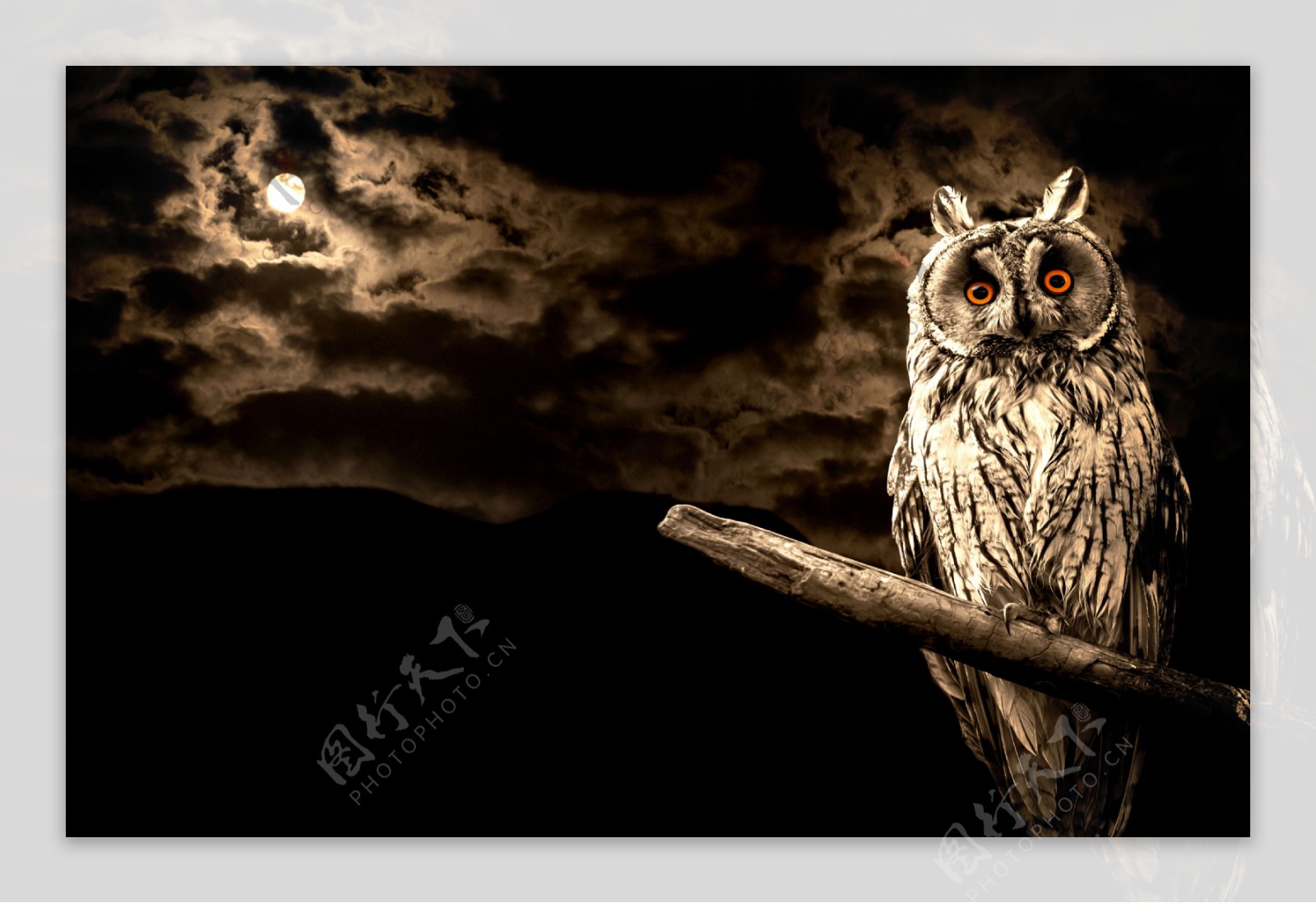 月光下的猫头鹰图片