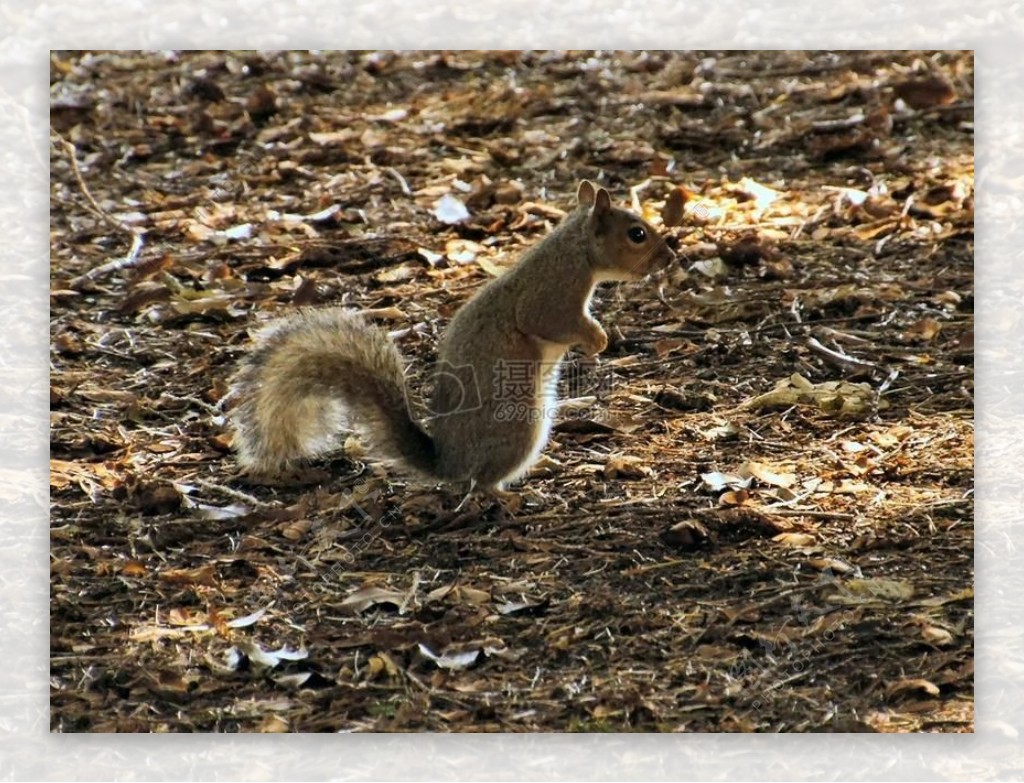 Squirrels14071114072011020.jpg