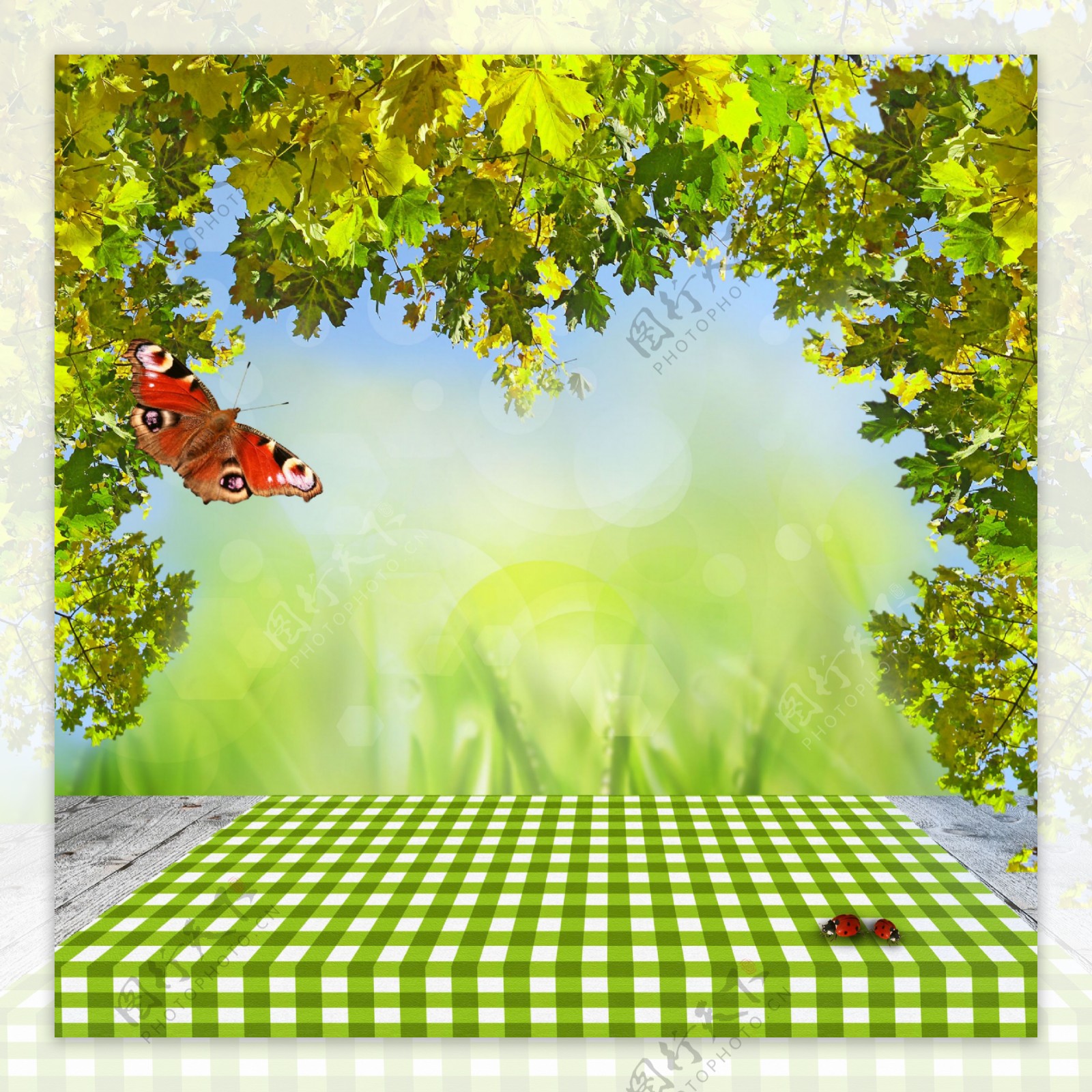 绿叶蝴蝶下的格子桌布图片