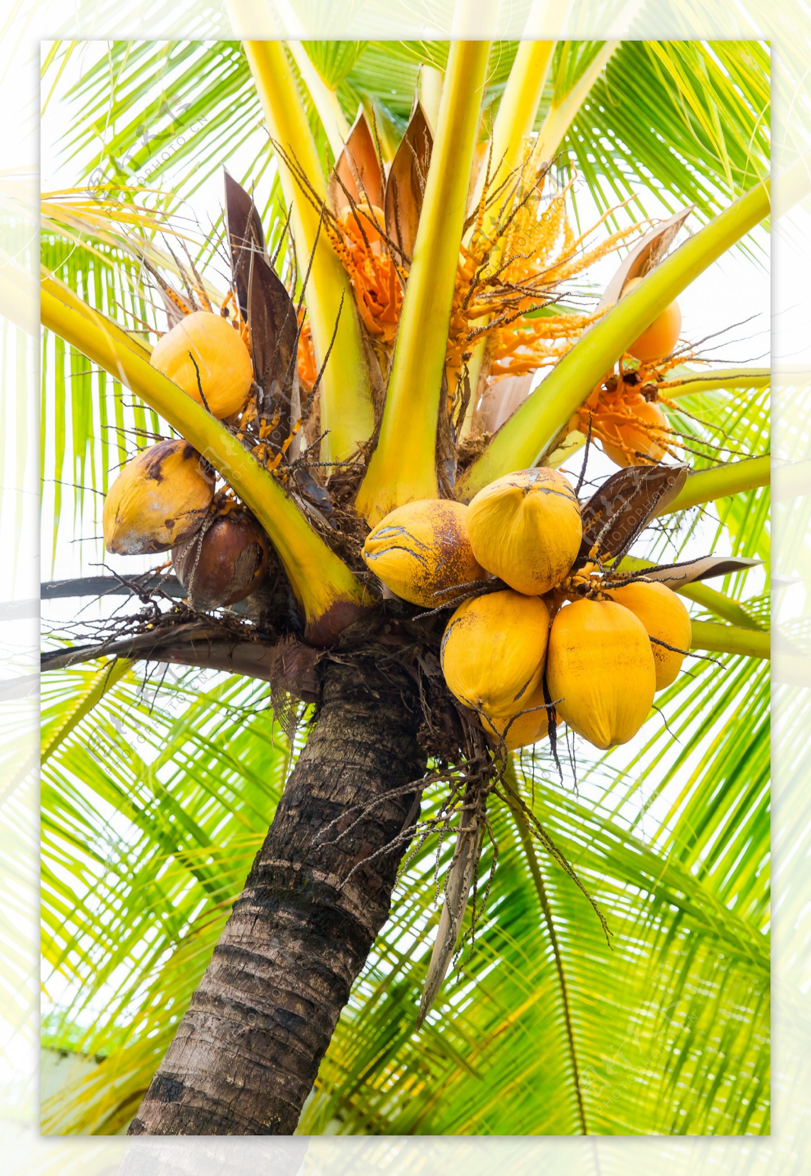 椰树上的果实图片