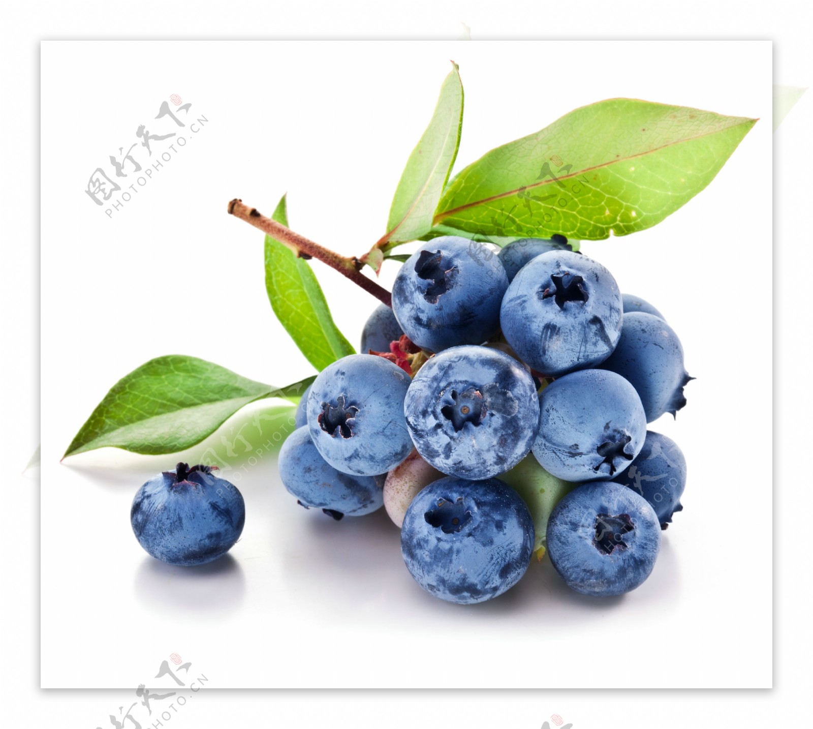 新鲜漂亮的蓝莓图片