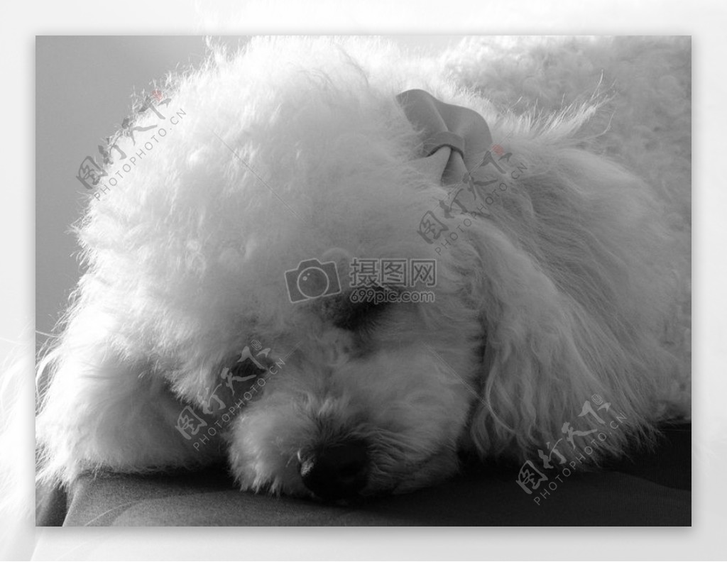 自然动物狗困了休息黑色和白色珍珠狮子狗