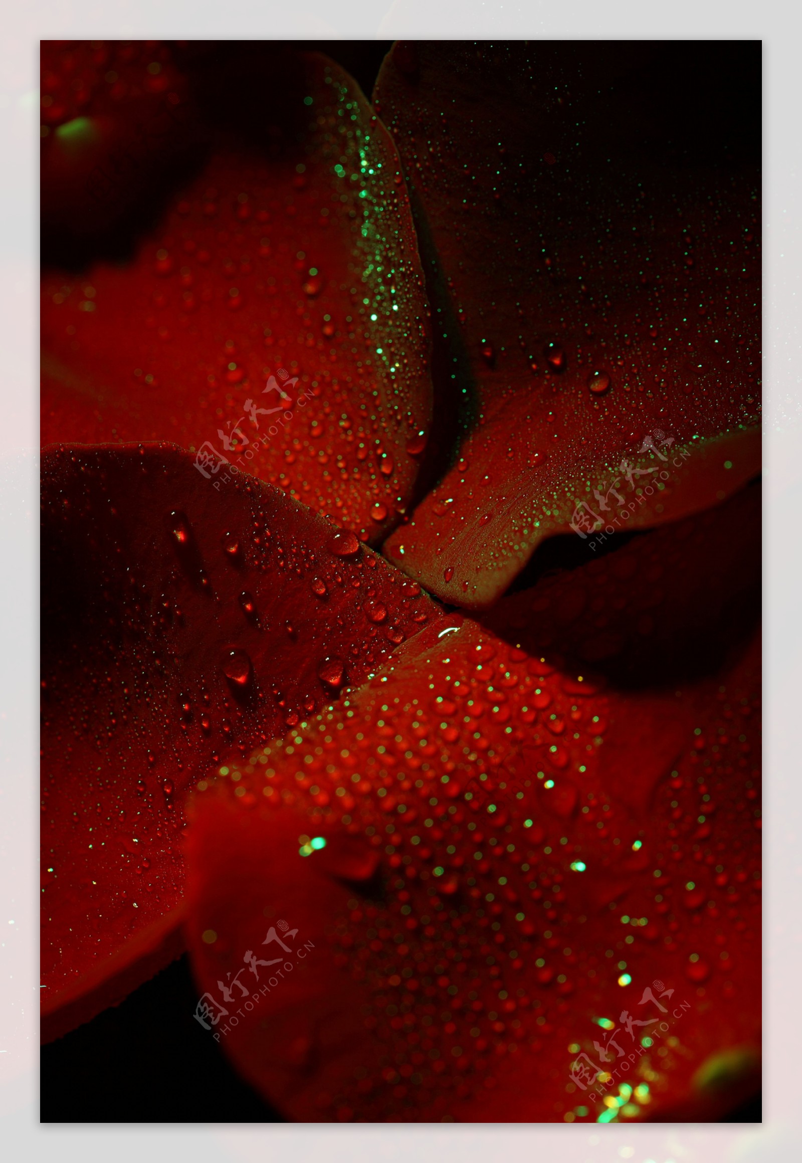 红色花朵花瓣图片
