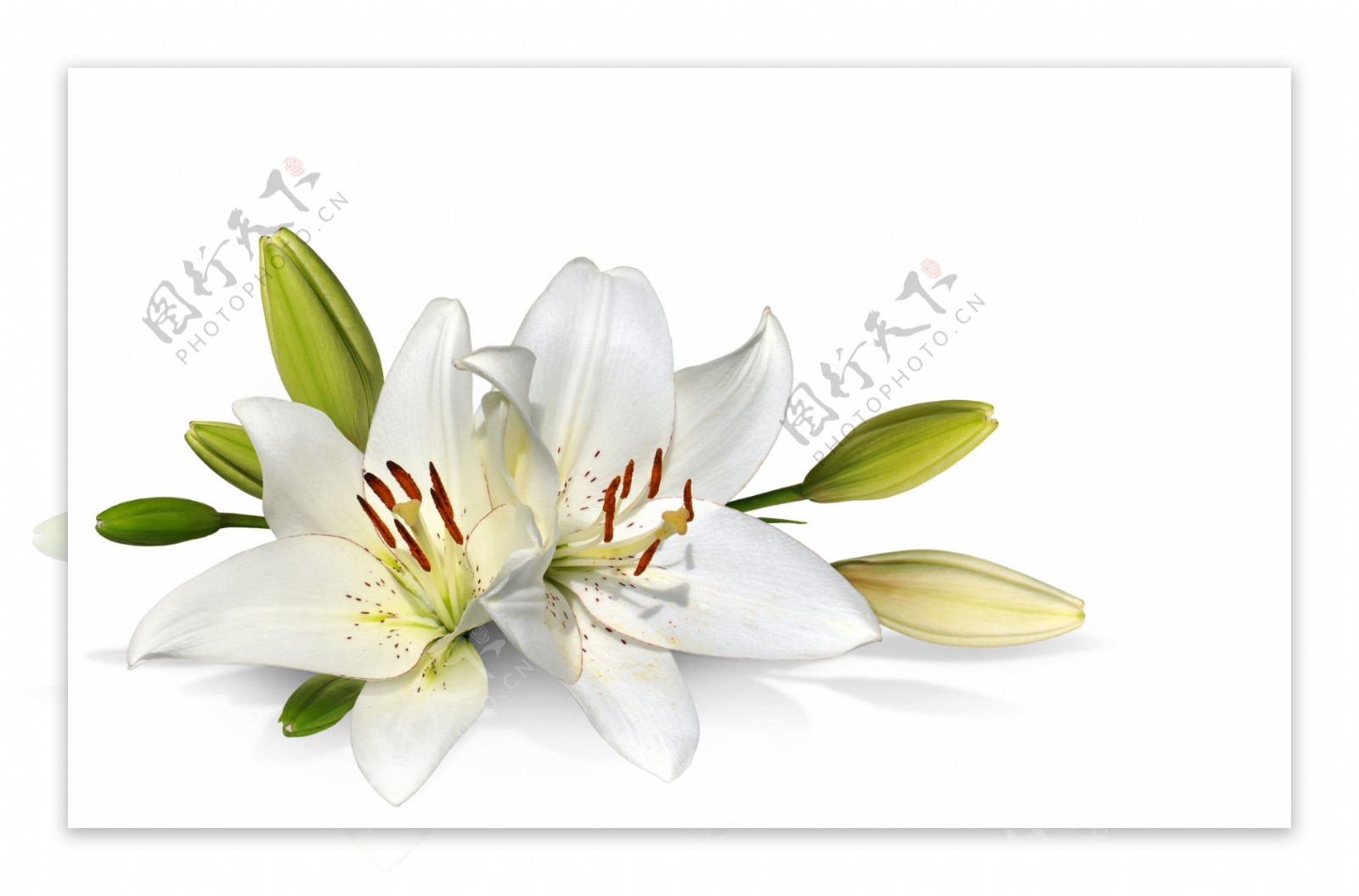 玉洁白色花朵图片
