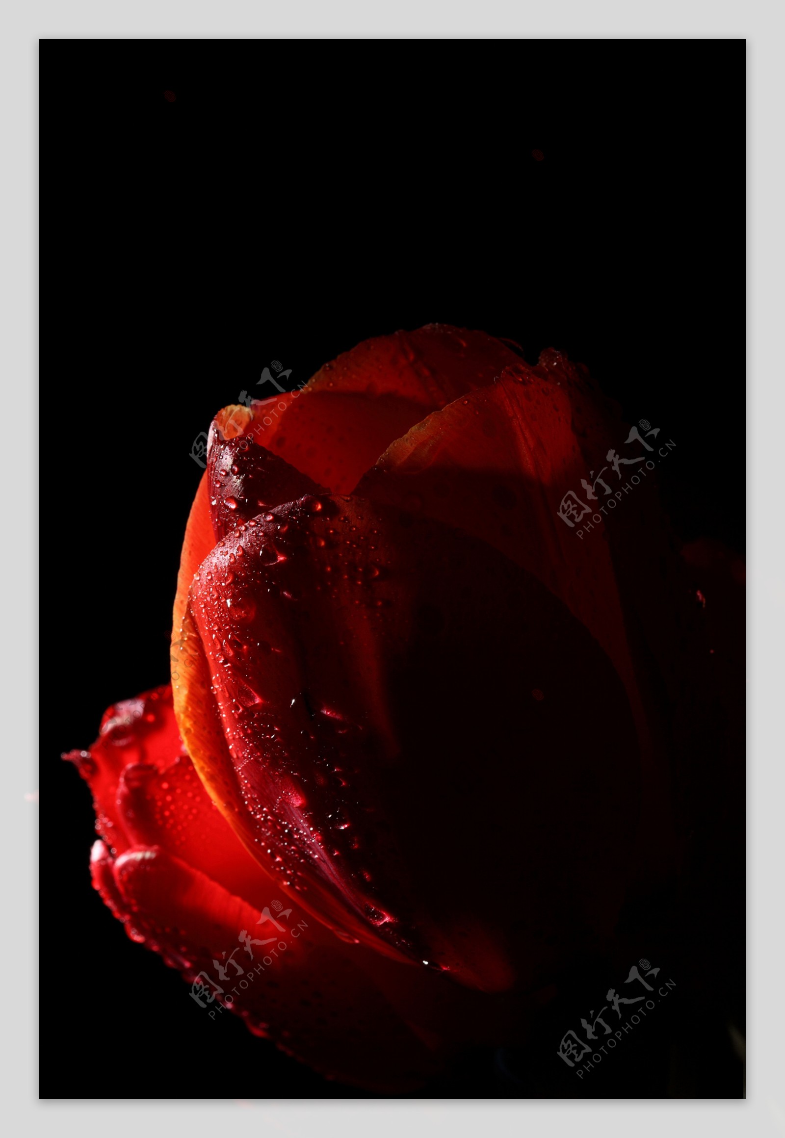 晶莹水珠的玫瑰图片