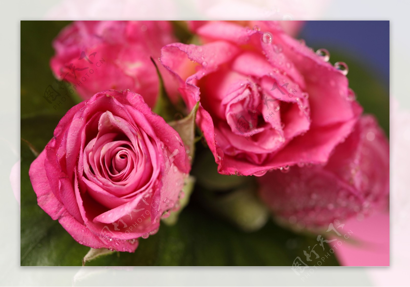 粉色绿叶玫瑰花图片