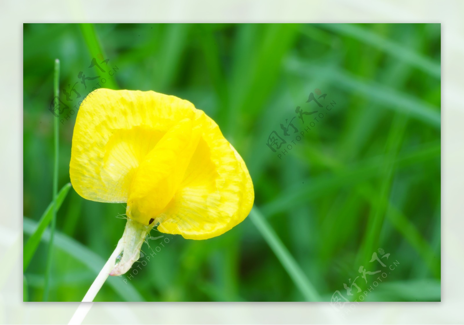 黄色蝴蝶兰图片