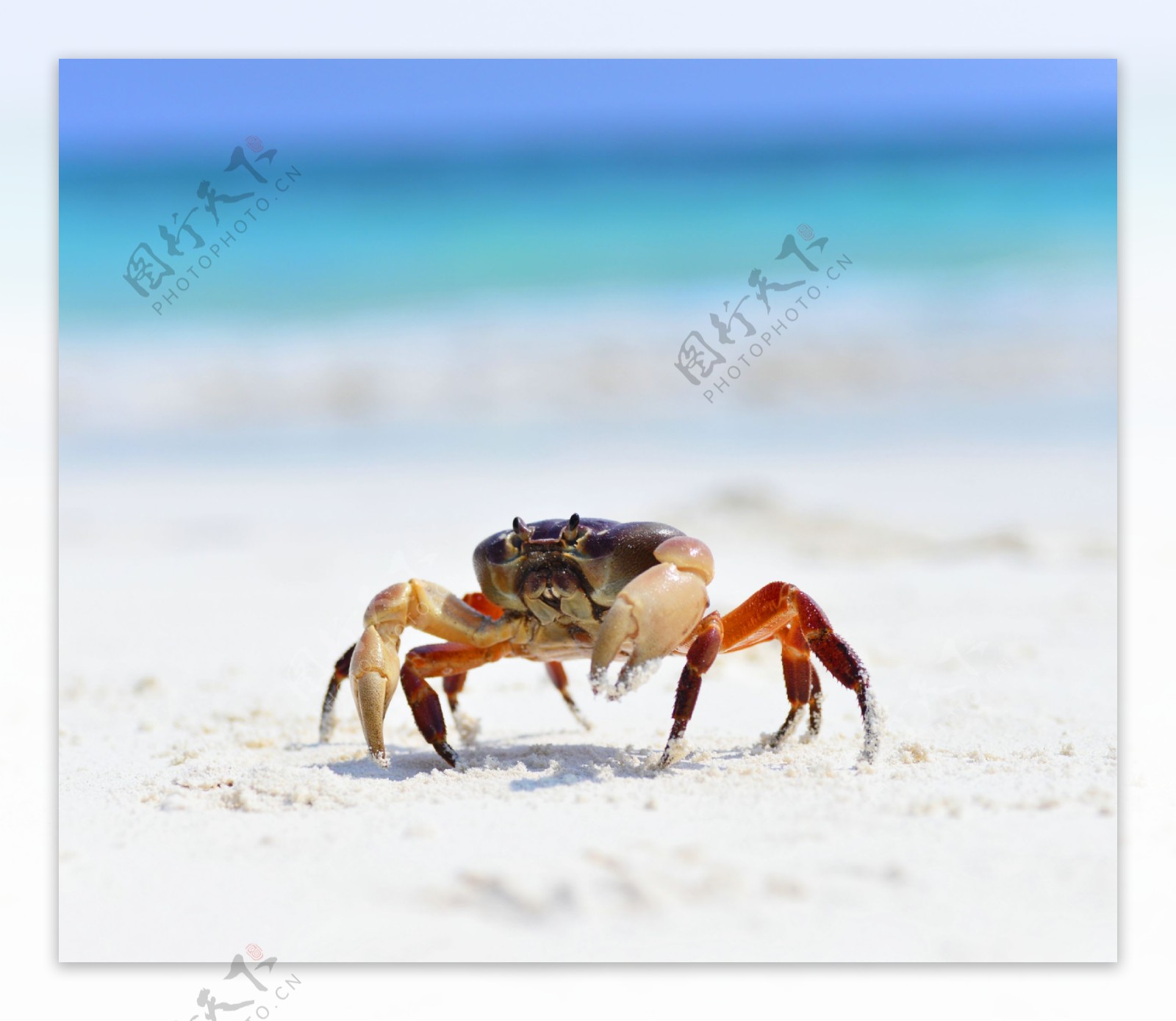 一只螃蟹图片