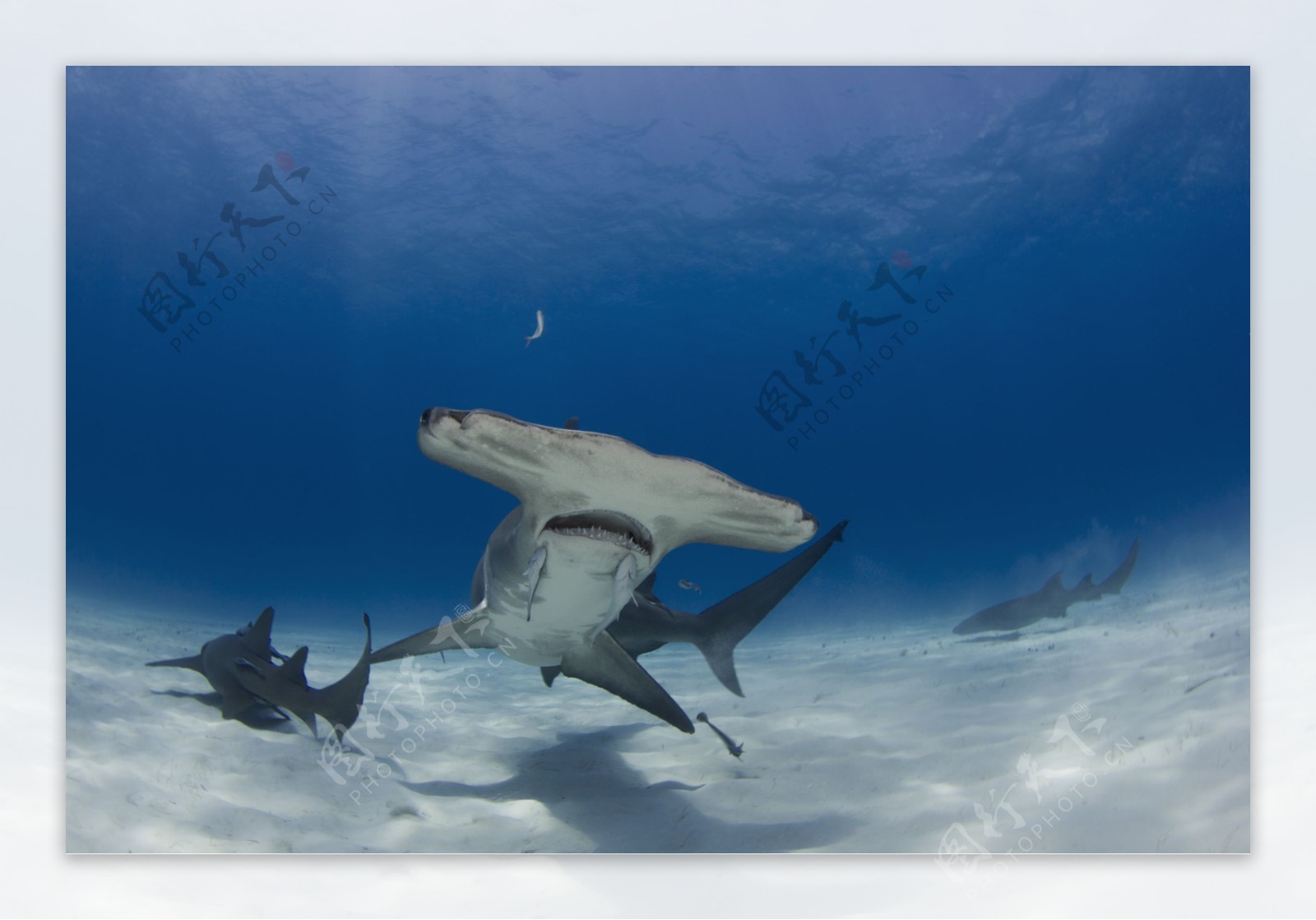 游动的鲨鱼图片