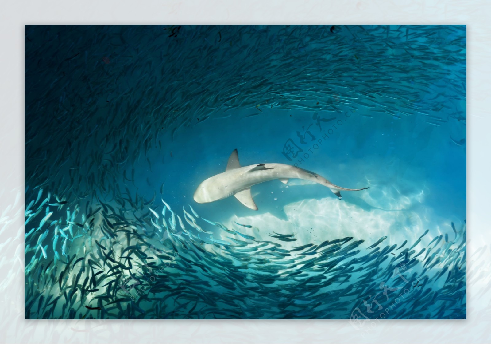 一群小鱼围绕大鲨鱼图片