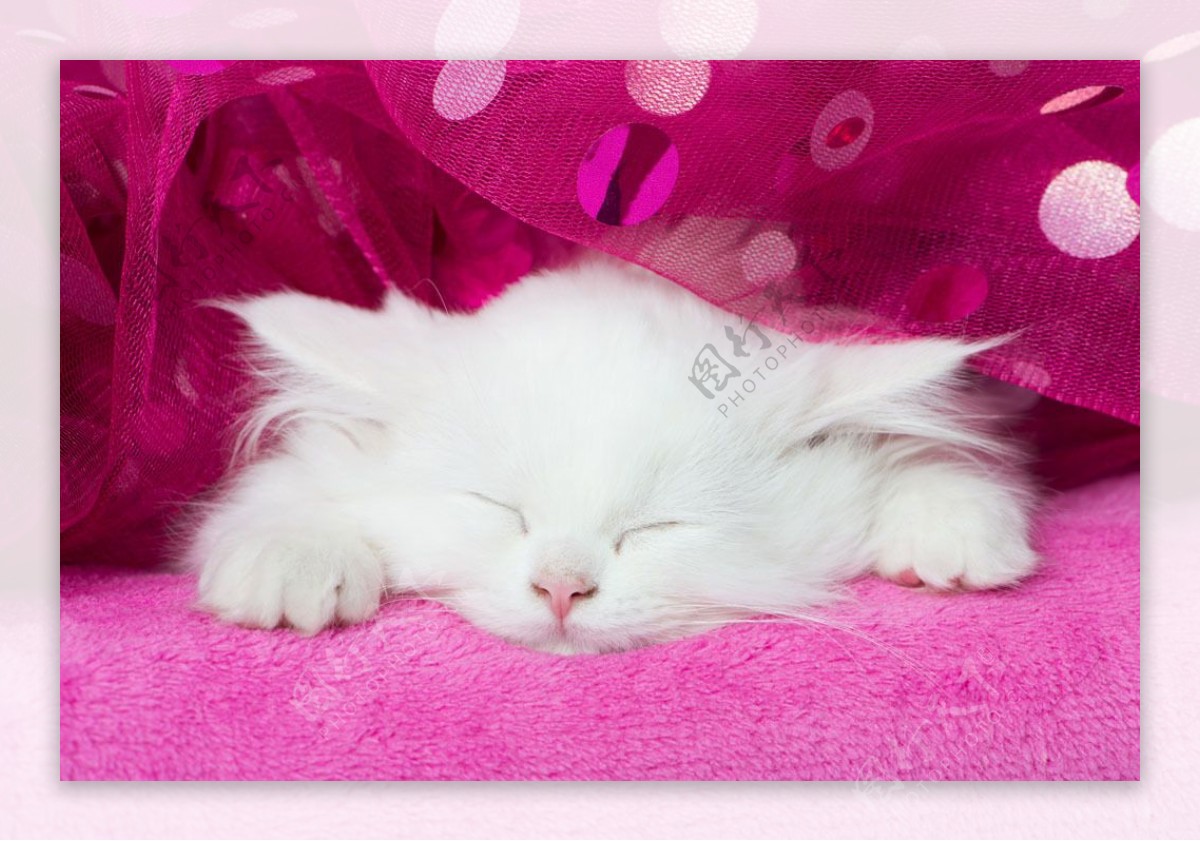 睡着的白猫图片
