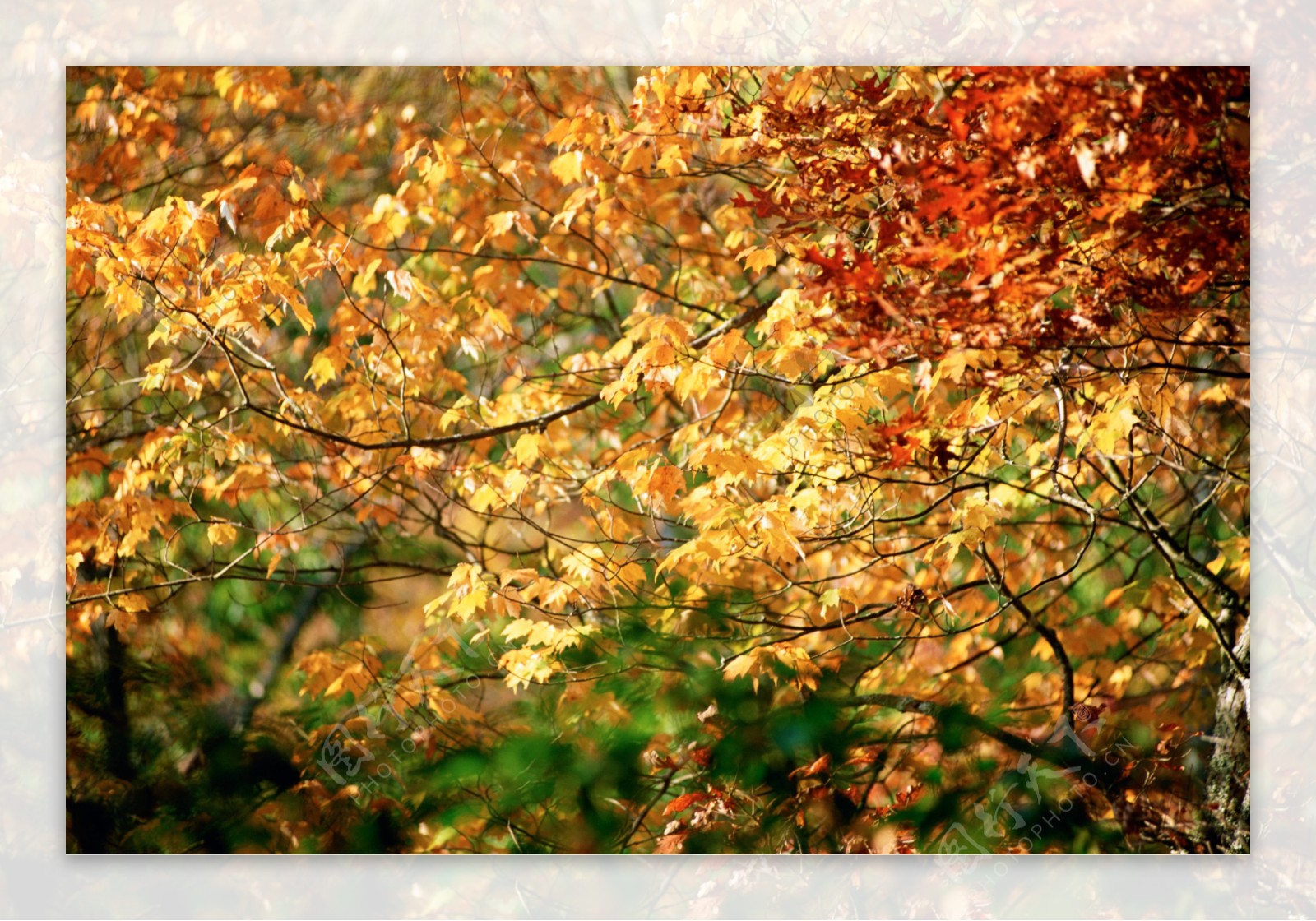 秋天树林风景图片