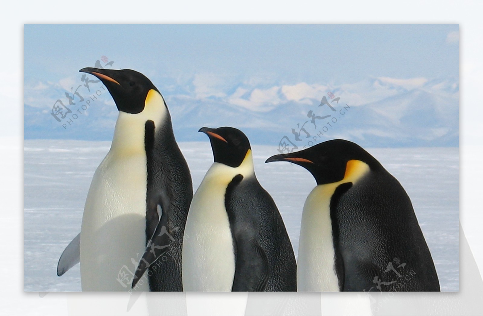 雪地上的三只企鹅图片