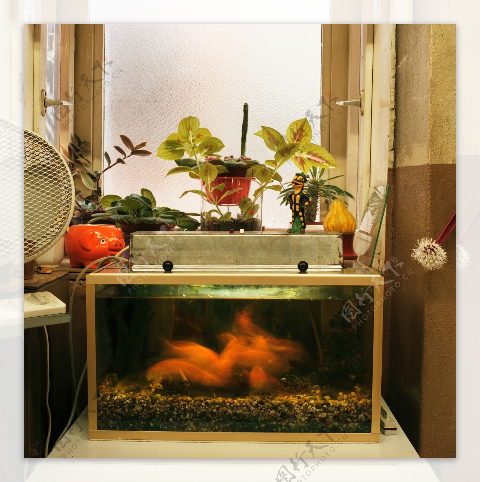 鱼缸里的金鱼图片