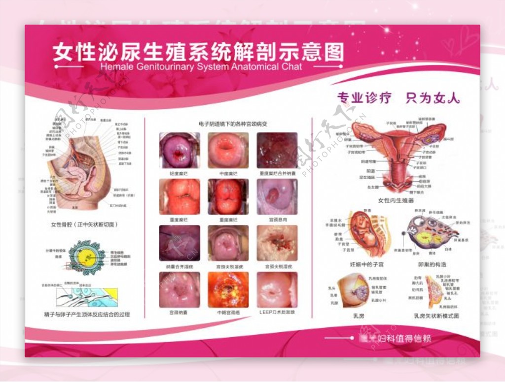 男女性生殖器官解剖图图片素材-编号24839215-图行天下