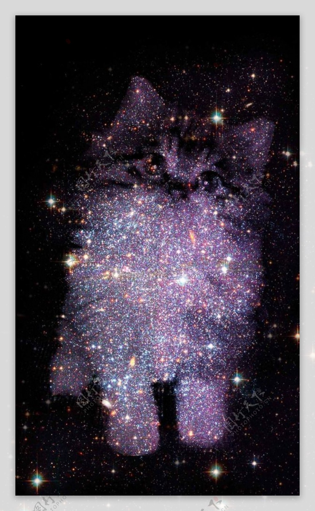 光彩炫目黑夜星空璀璨猫