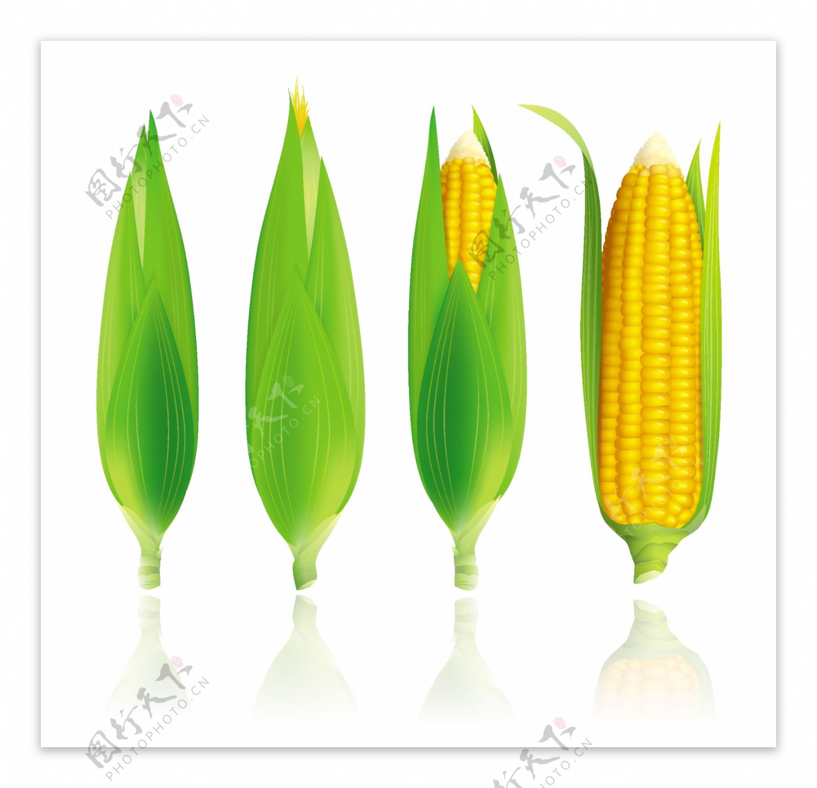 矢量玉米图片