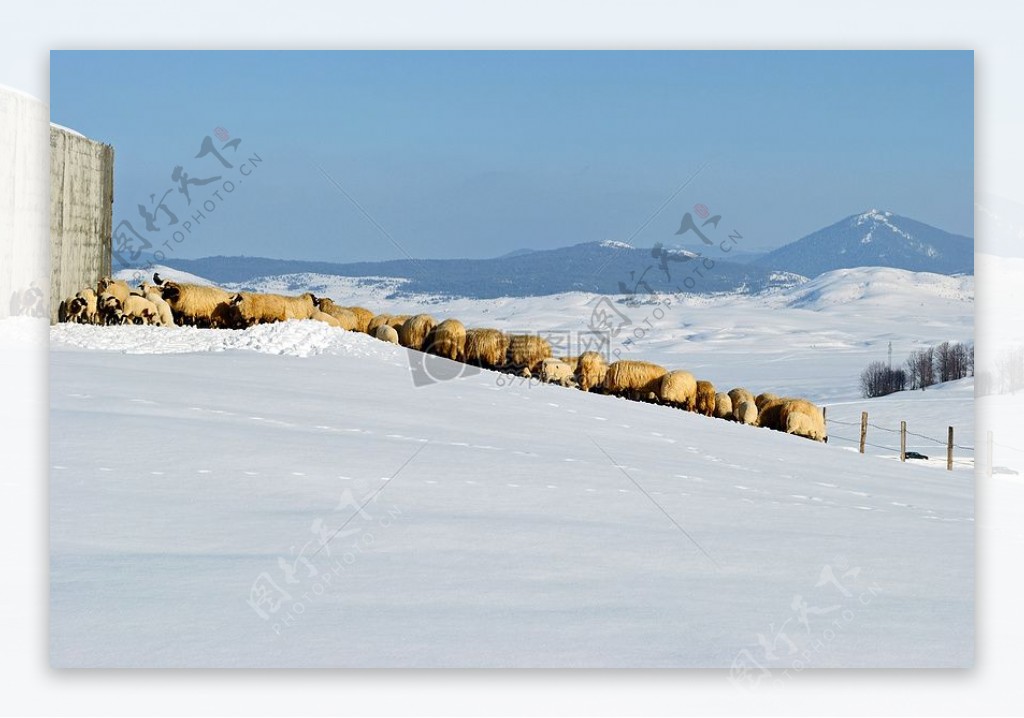 雪中的羊群