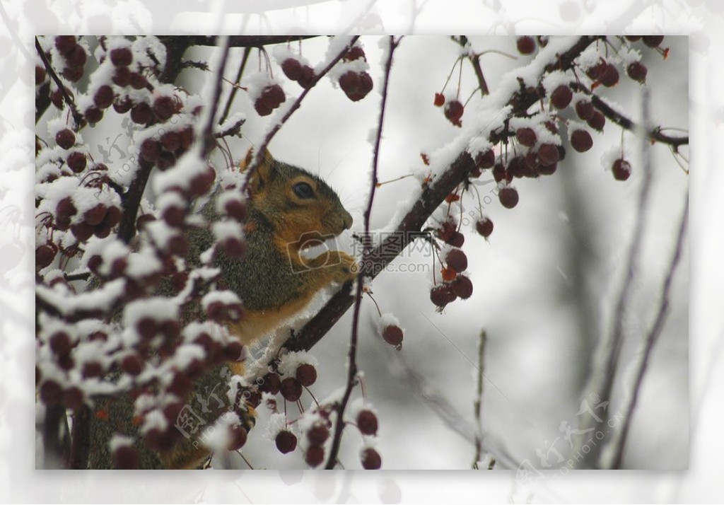 冬天松鼠与浆果3