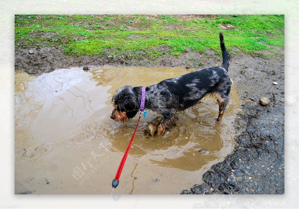 在泥浆中的狗