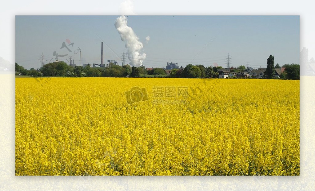 盛开的油菜花田