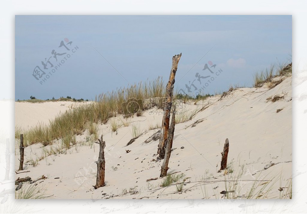 沙滩上的枯树枝