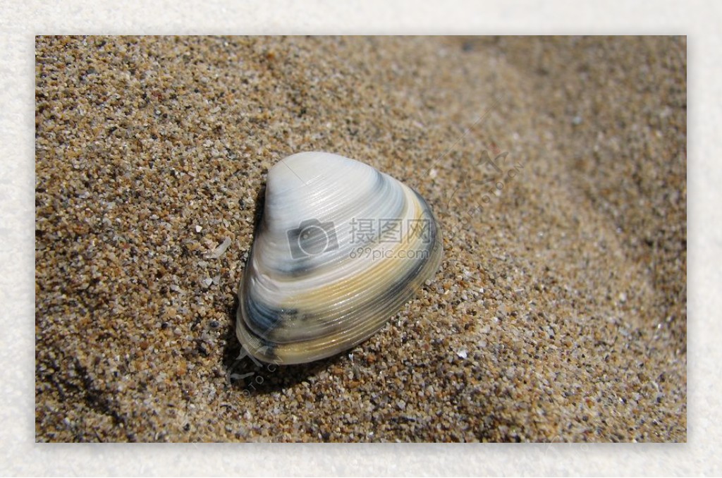 沙滩上孤单的贝壳