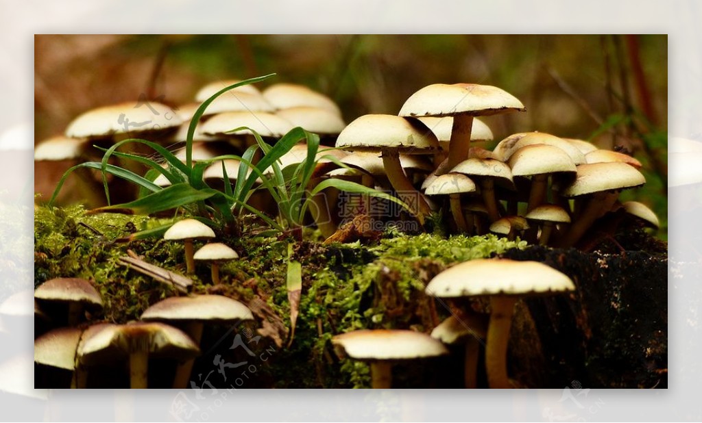 雨后土壤里长出的蘑菇