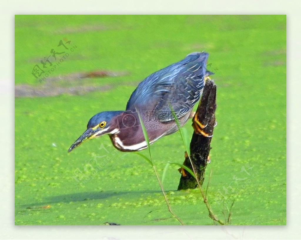 绿鹭在Wetlands.jpg