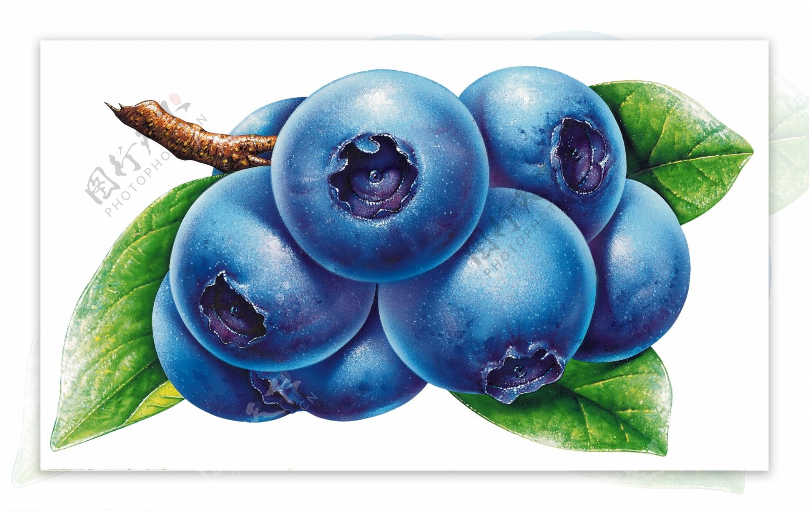 蓝莓蓝莓果