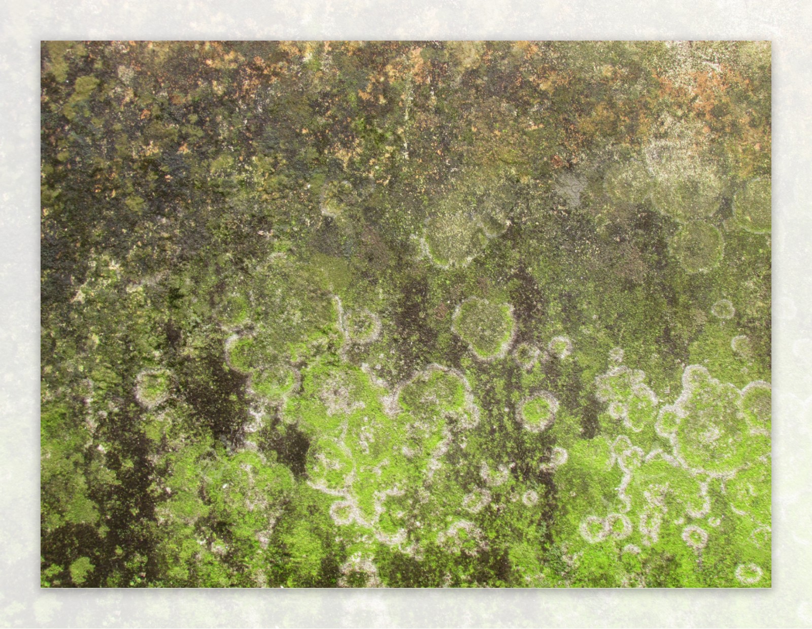 长苔藓的水泥墙面图片
