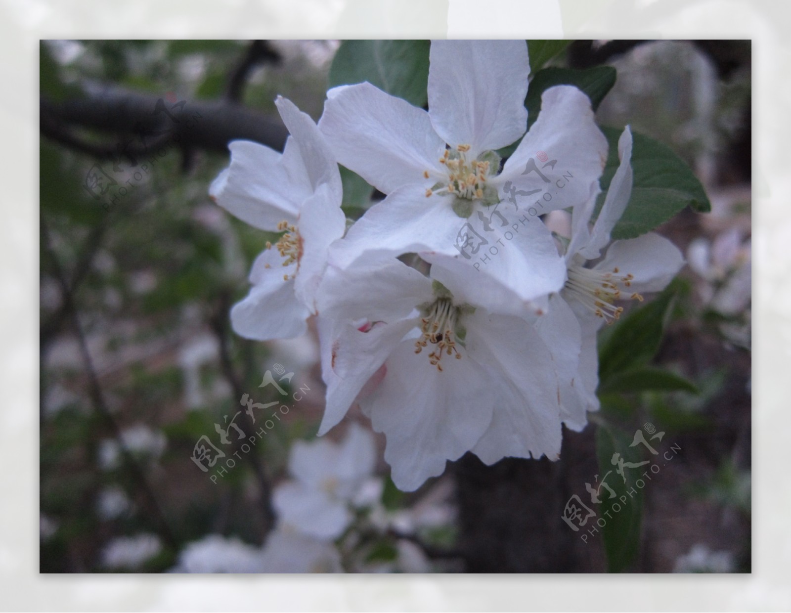 苹果花图片