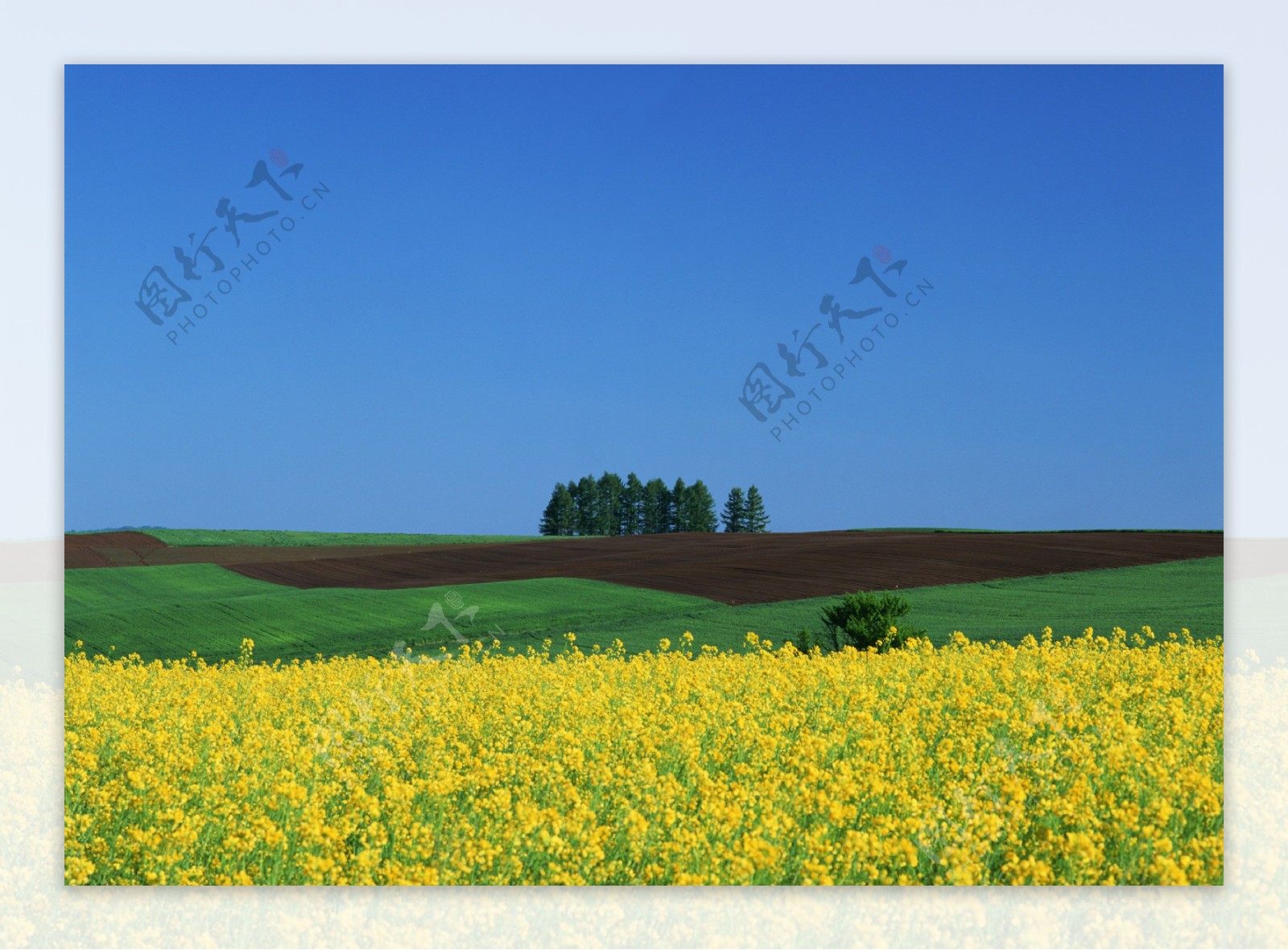 黄色的野花素材图片
