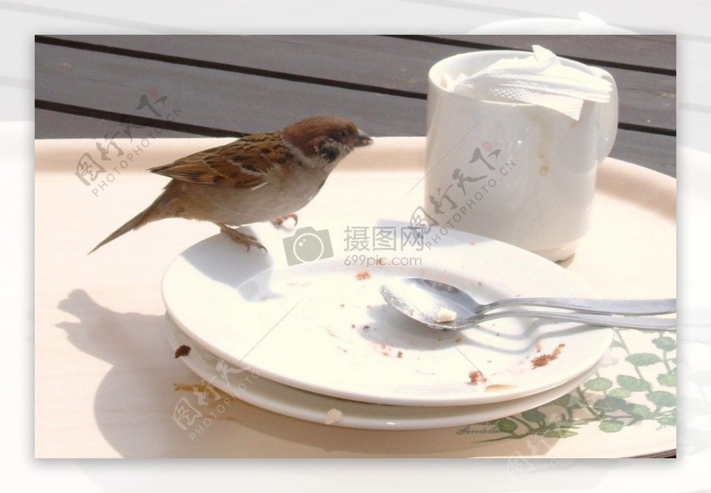 小鸟落在盘子上