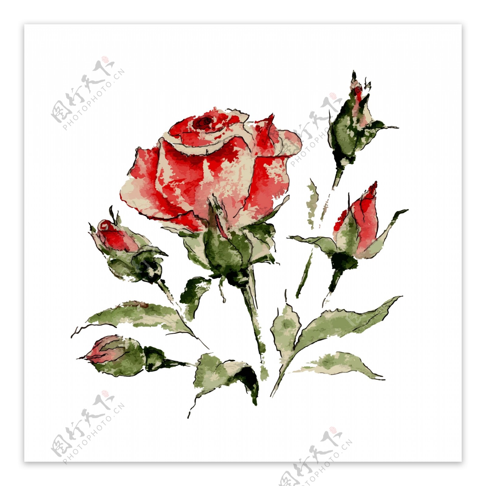 水彩绘玫瑰花