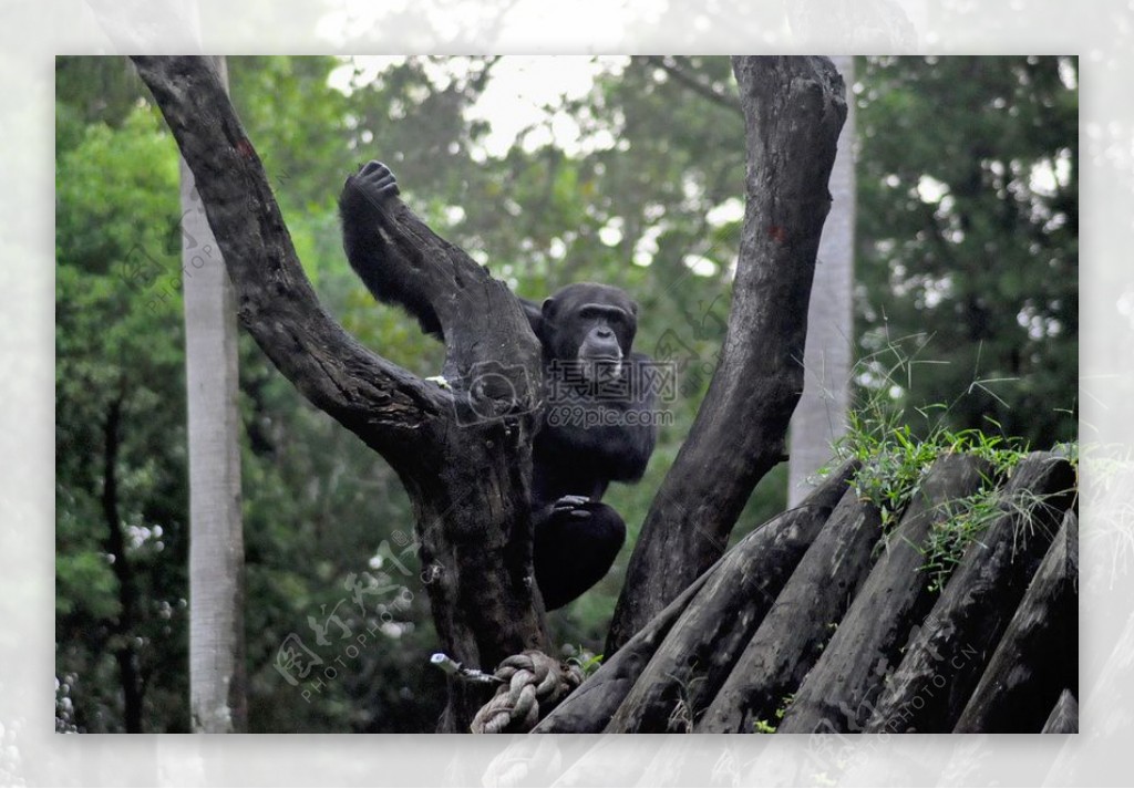 树枝上的黑猩猩